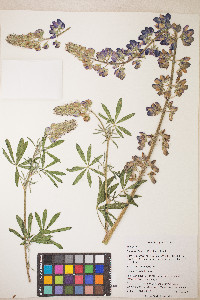 Lupinus rivularis image