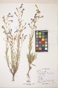 Penstemon cusickii image
