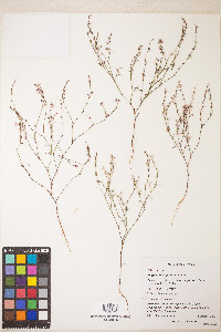 Polygonum majus image