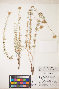 Monardella angustifolia image