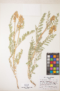 Astragalus canadensis image