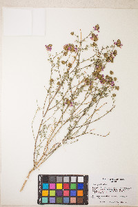 Dalea pulchra image