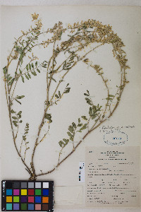 Astragalus bisulcatus var. nevadensis image