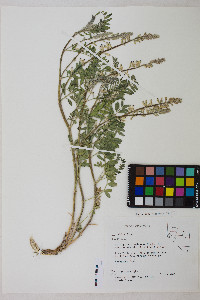 Astragalus bisulcatus image