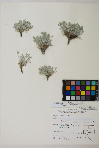 Astragalus calycosus image