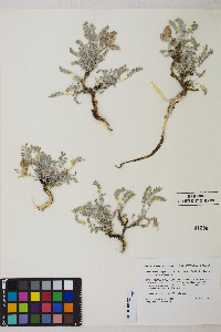 Astragalus argophyllus var. martinii image