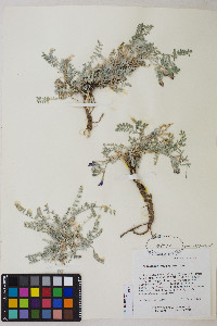 Astragalus argophyllus image