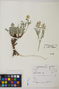 Astragalus andersonii image