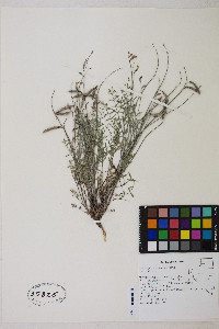 Astragalus atratus image
