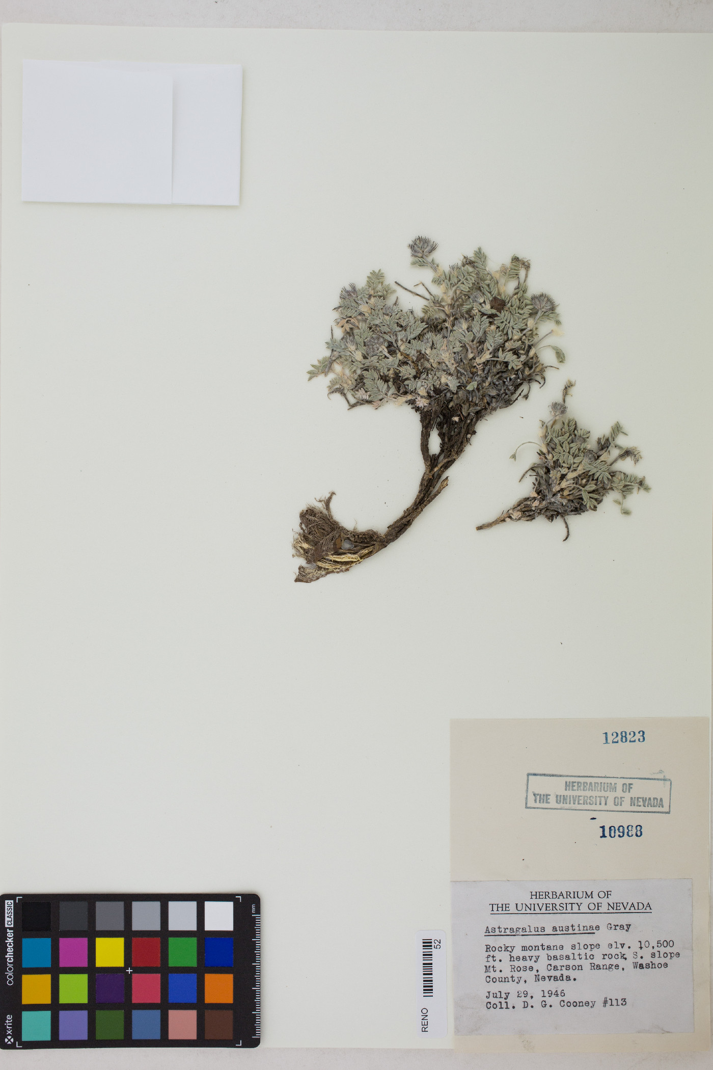 Astragalus austinae image