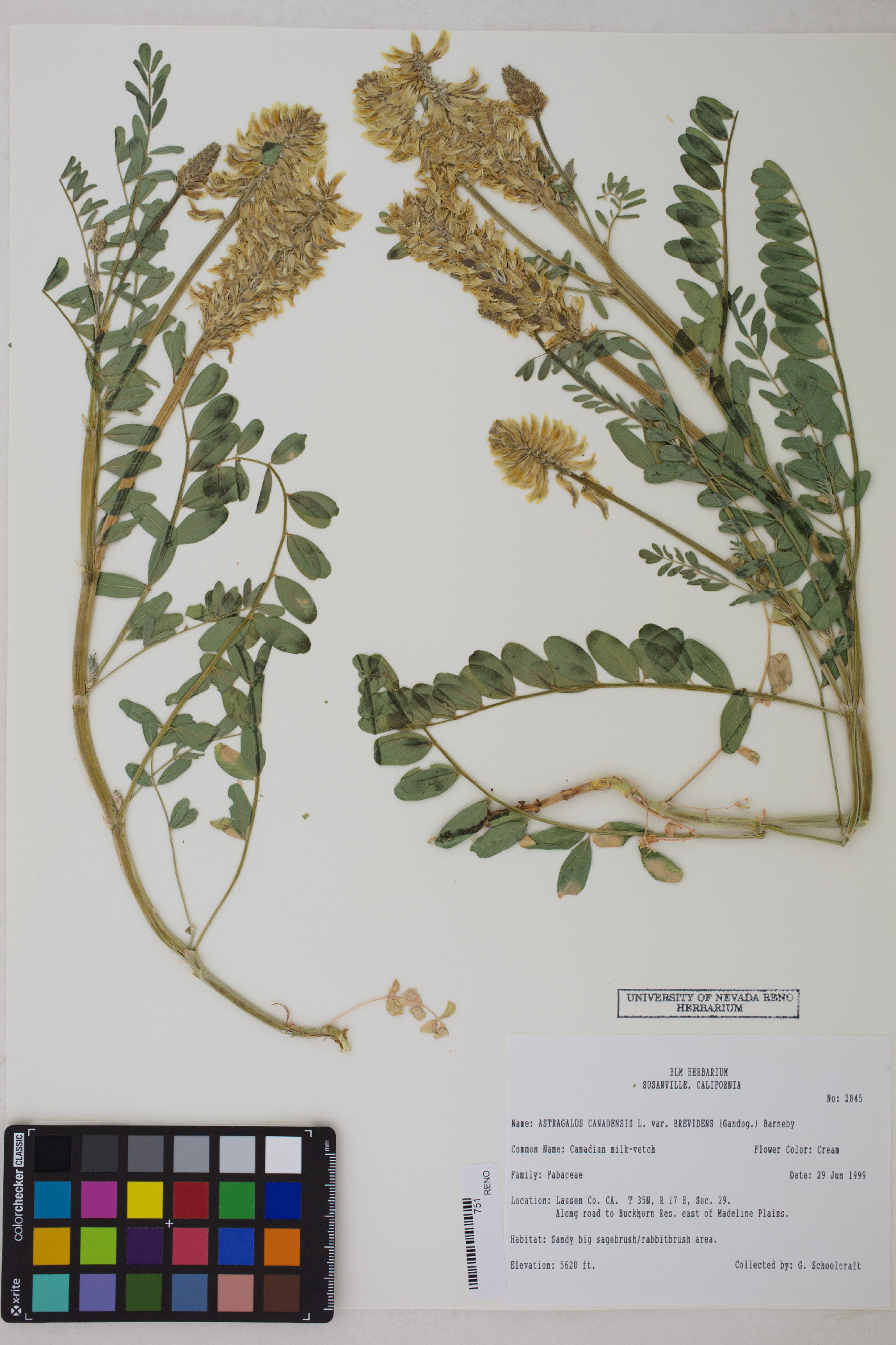 Astragalus canadensis var. brevidens image