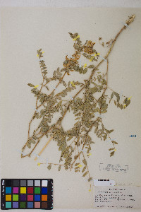 Astragalus canadensis image