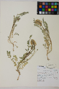 Astragalus canadensis image