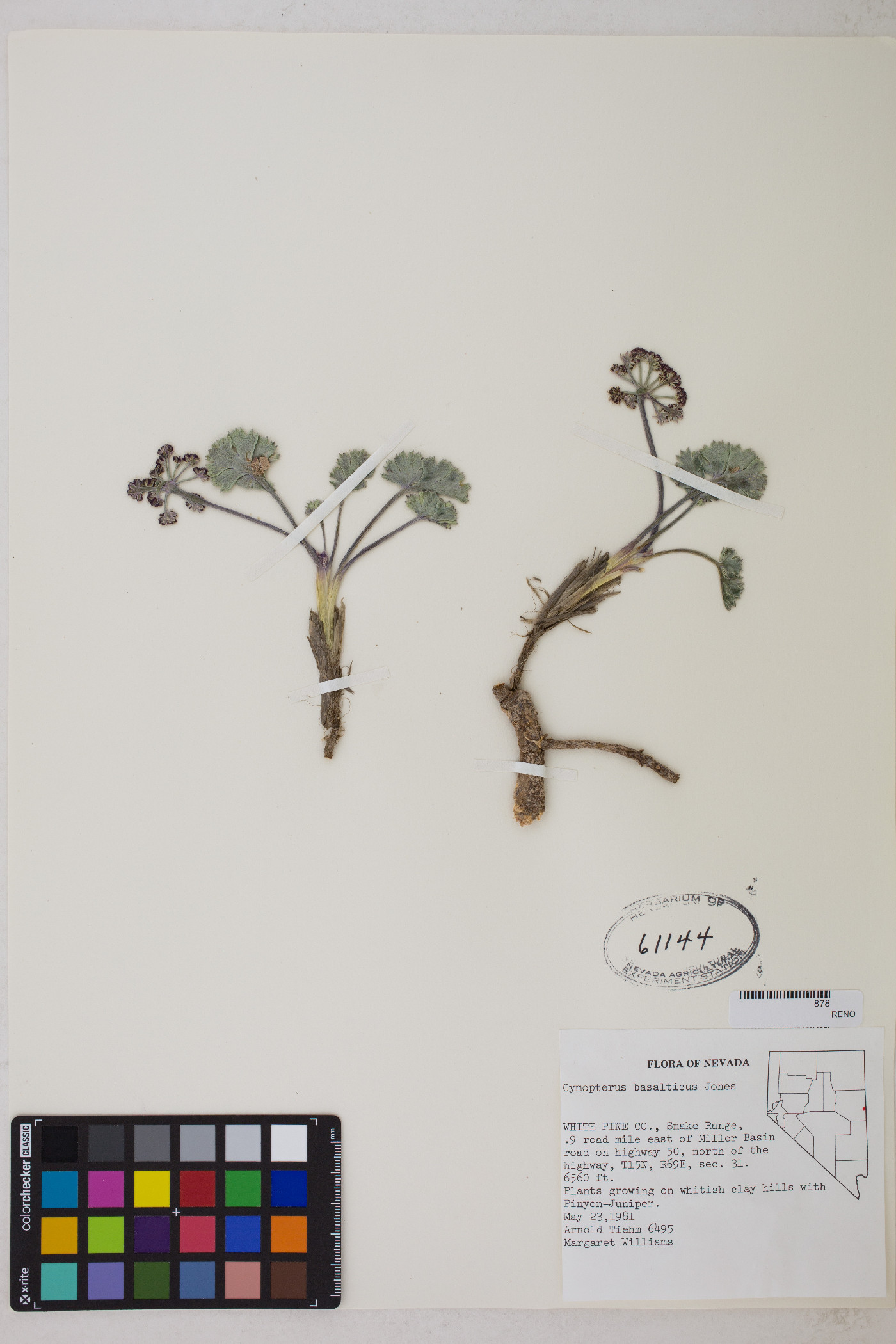 Cymopterus basalticus image