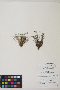 Cymopterus nivalis image