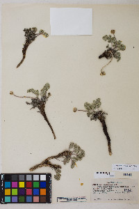 Cymopterus cinerarius image