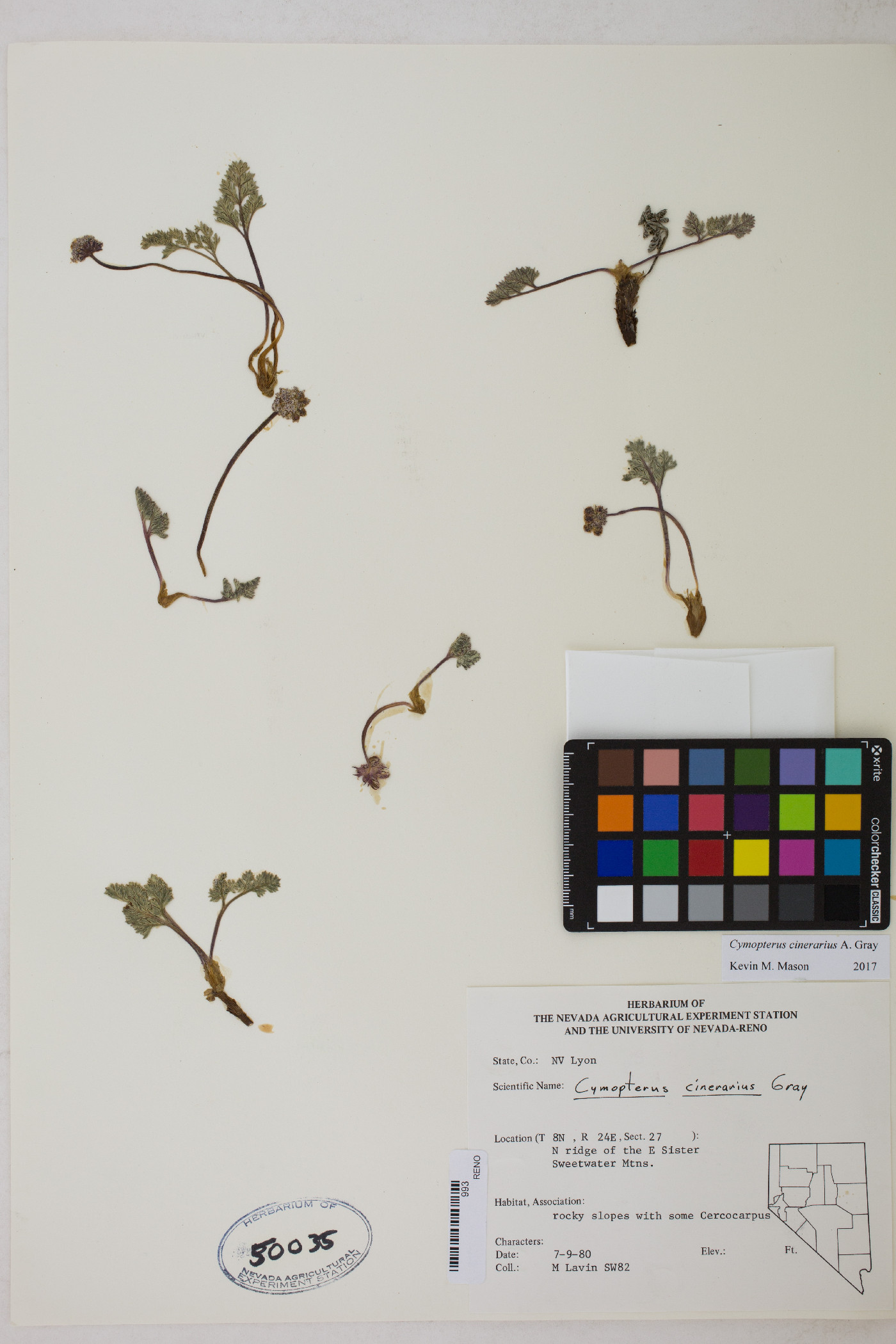 Cymopterus cinerarius image