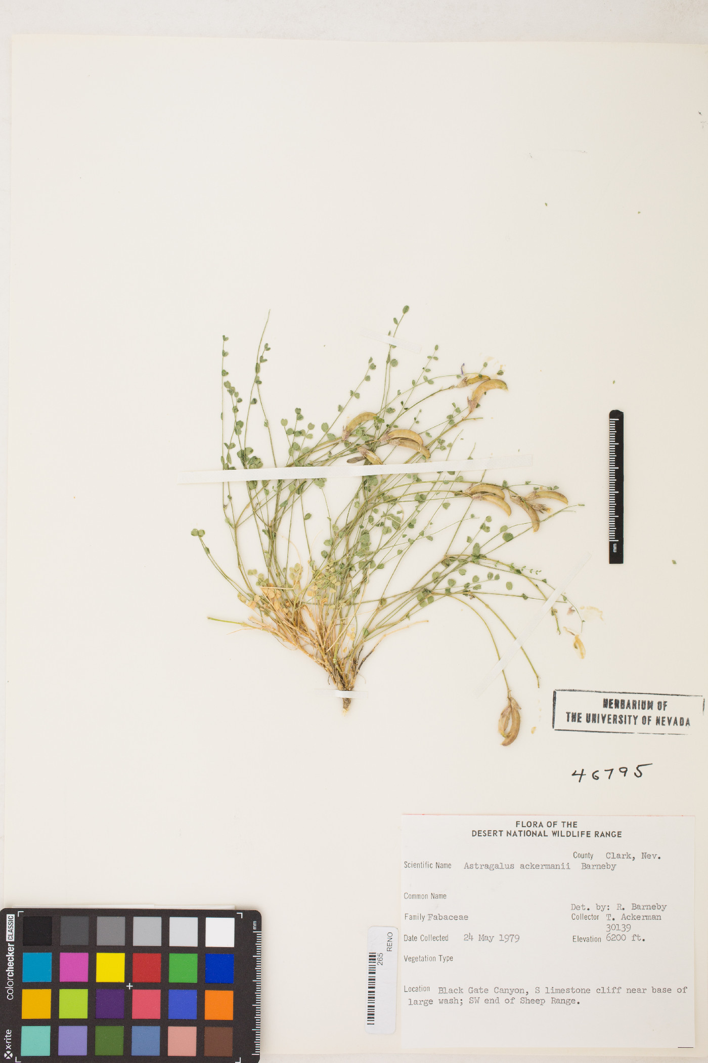 Astragalus ackermanii image