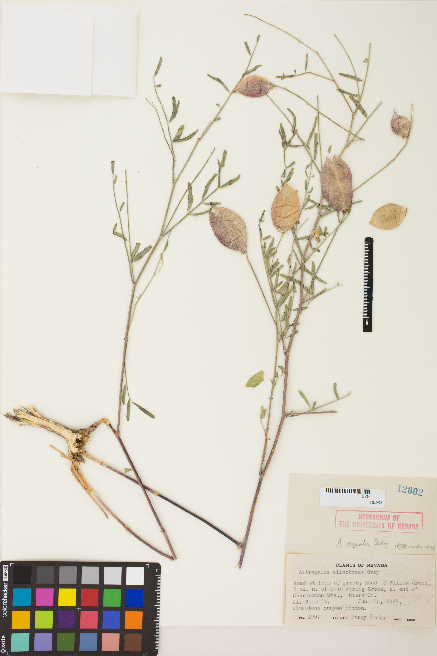 Astragalus aequalis image