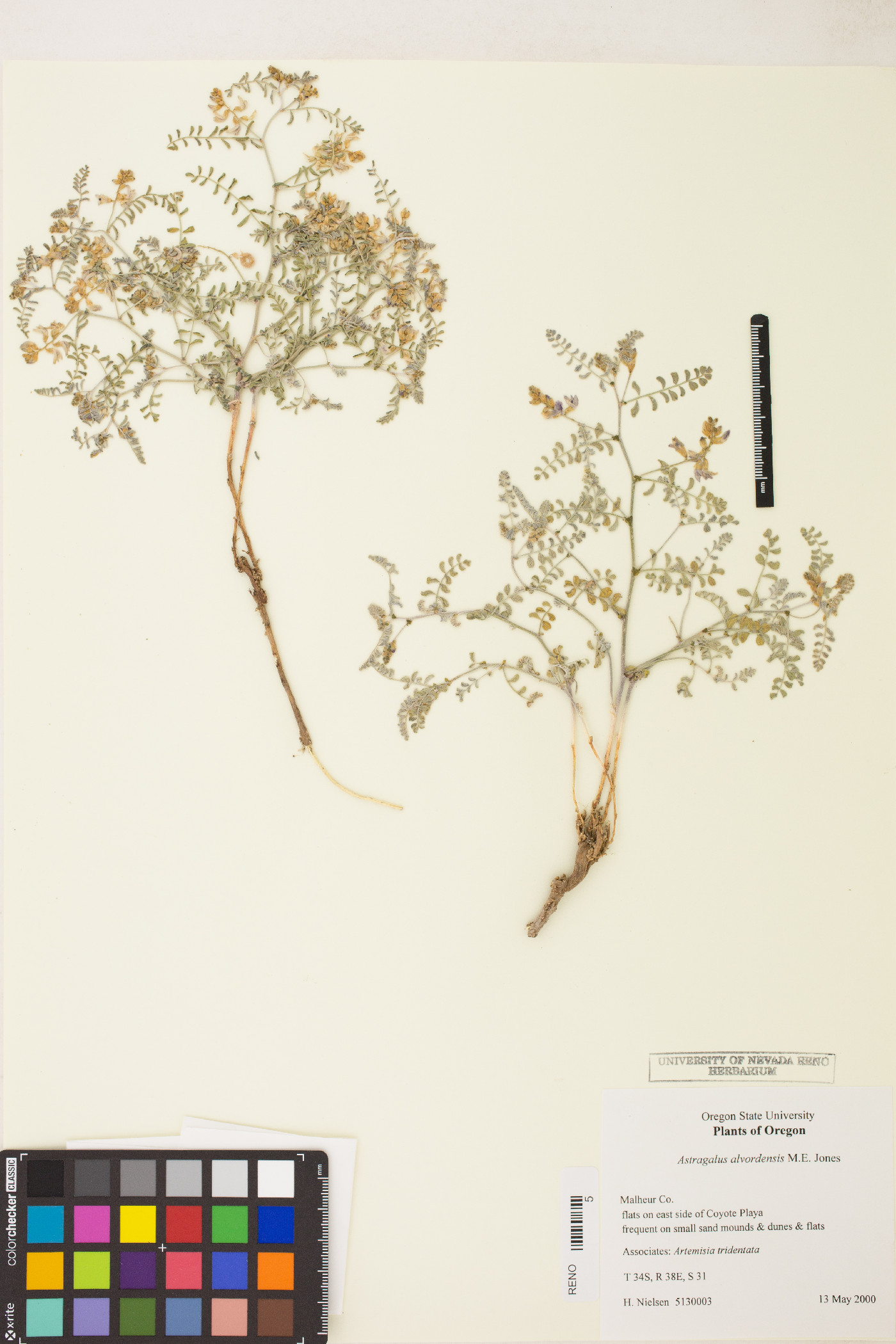 Astragalus alvordensis image