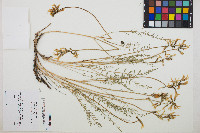 Astragalus conjunctus var. conjunctus image