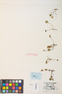 Synthyris ranunculina image