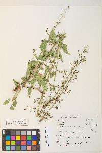 Astragalus beckwithii image