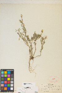 Astragalus andersonii image