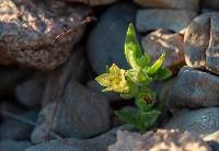 Image of Mohavea breviflora