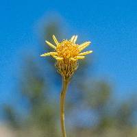 Adenophyllum cooperi image