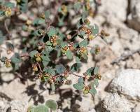 Image of Euphorbia fendleri