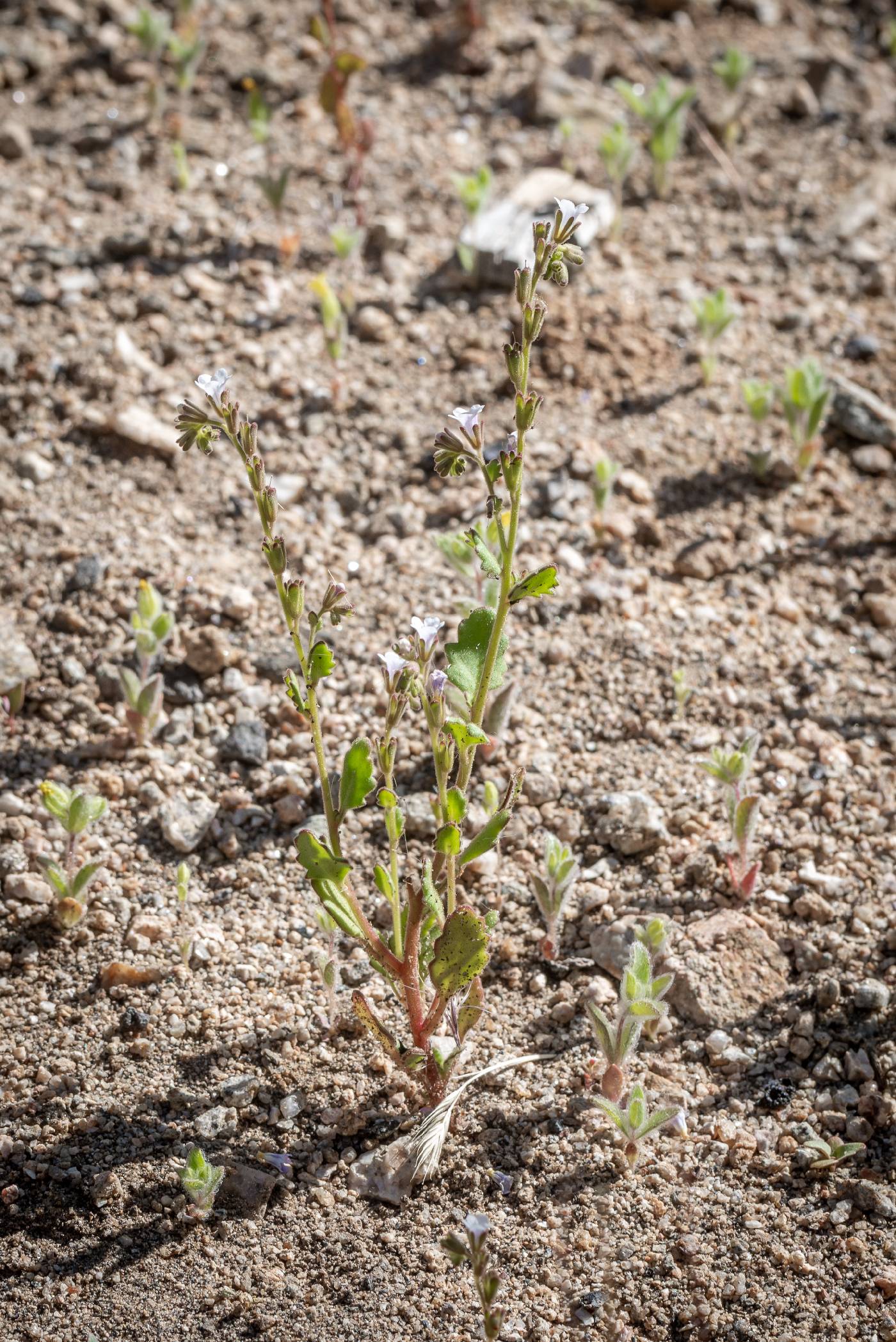 Phacelia lemmonii image