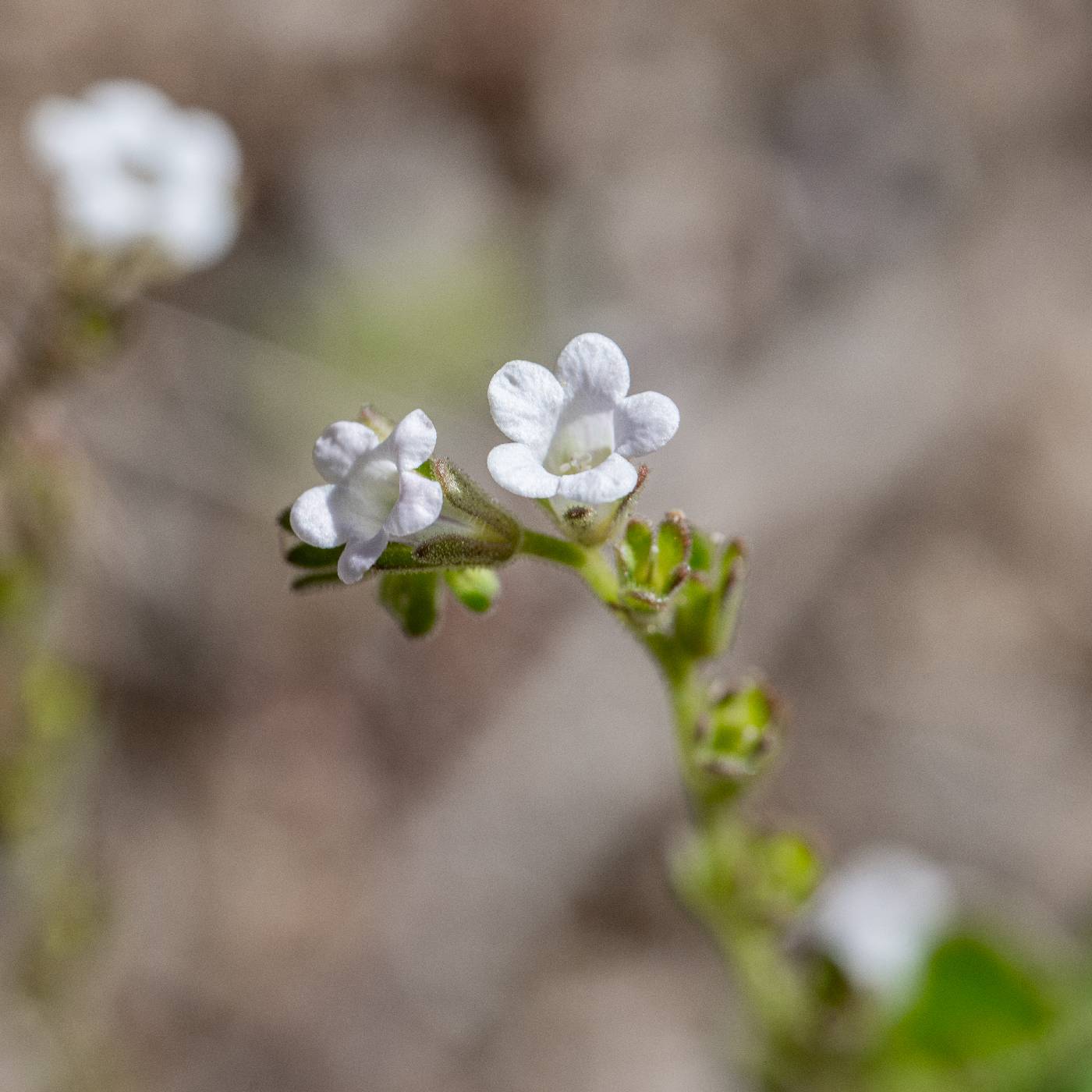 Phacelia lemmonii image