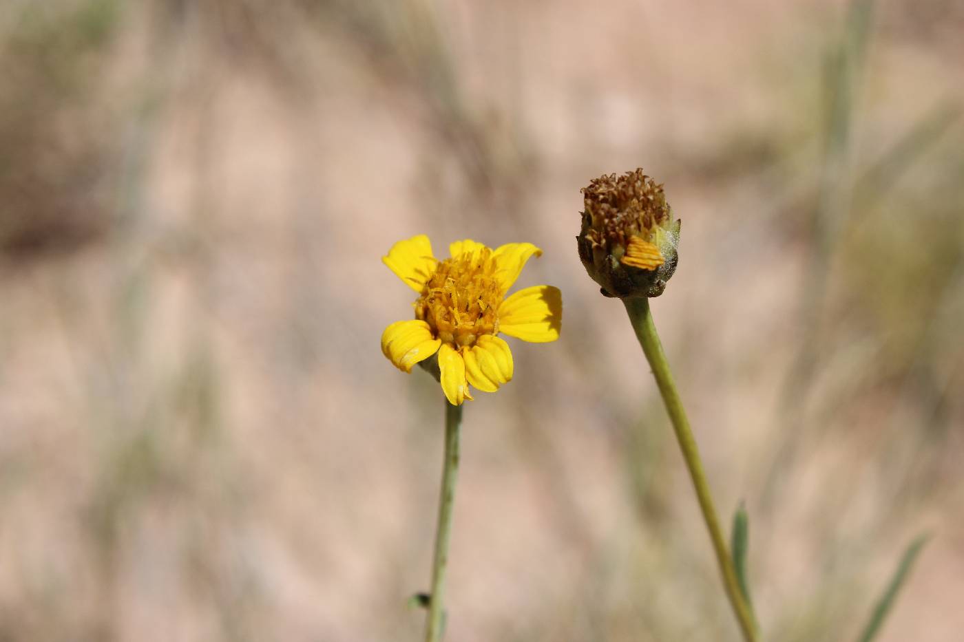 Helianthus devernii image