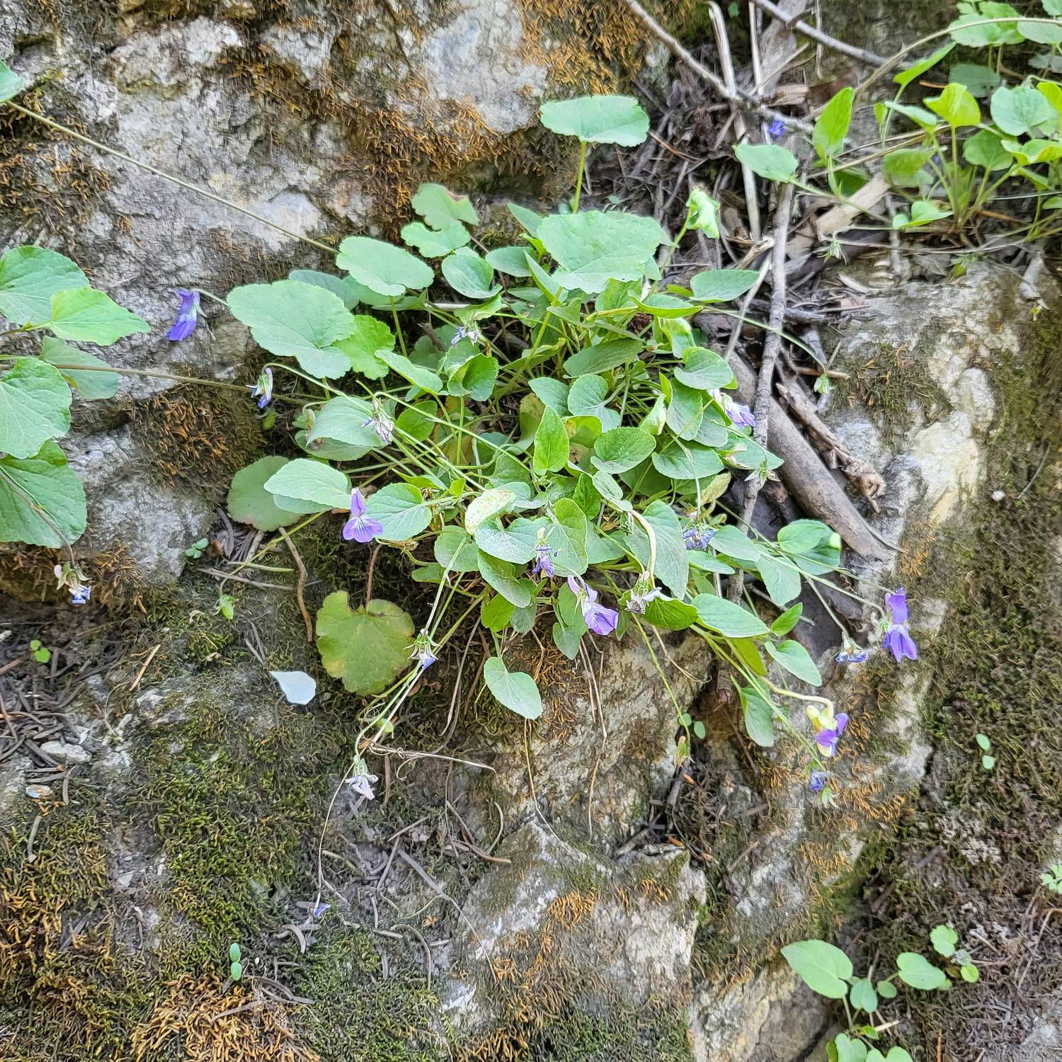 Viola adunca var. adunca image