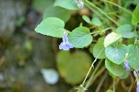 Viola adunca var. adunca image