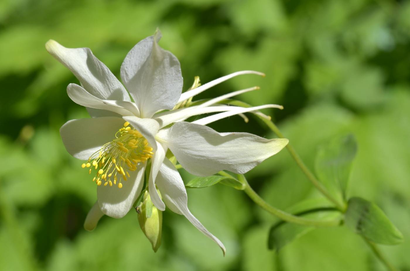 Aquilegia coerulea var. ochroleuca image