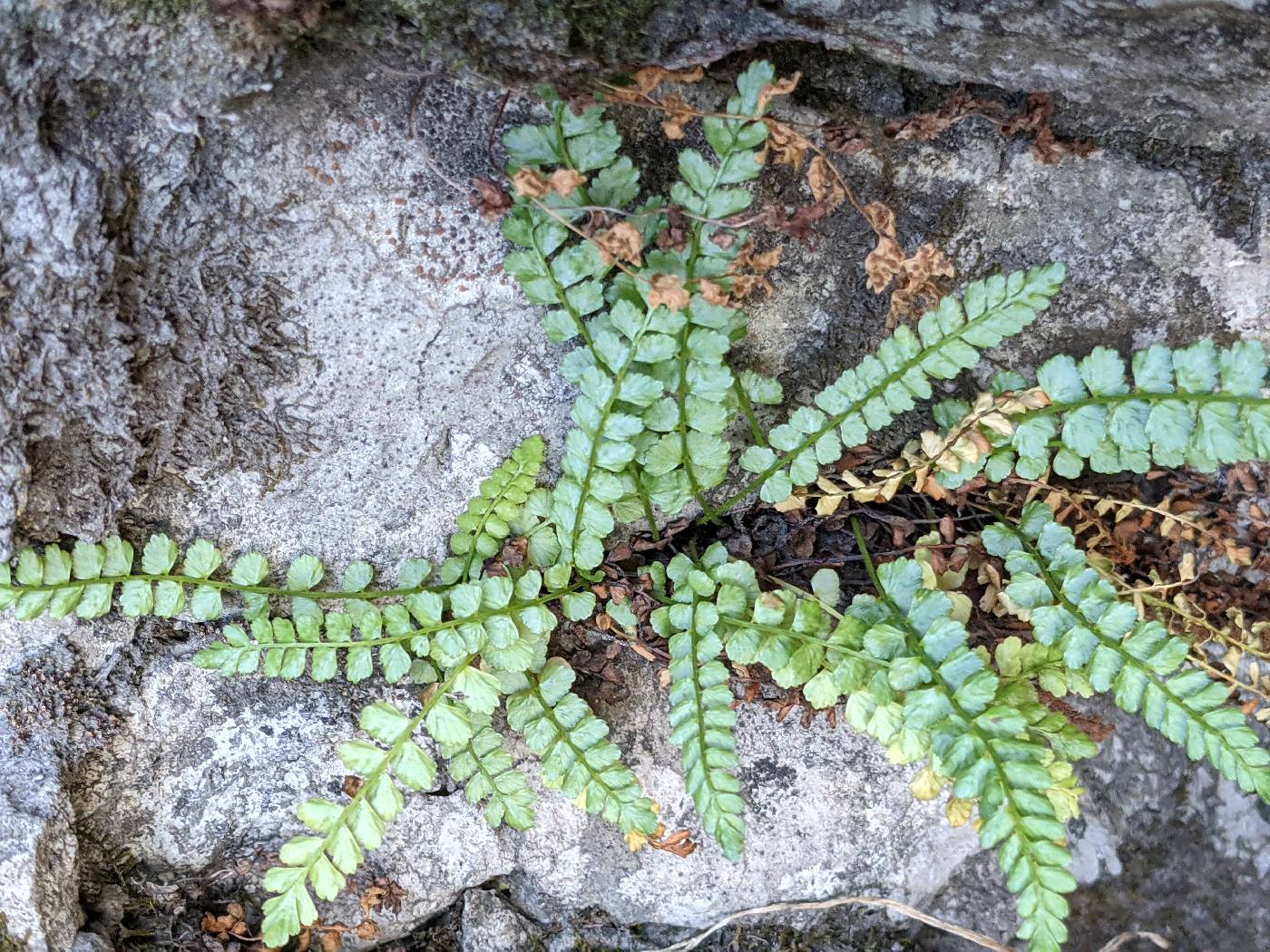 Asplenium viride image