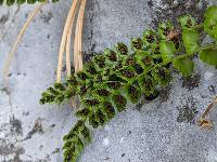 Asplenium viride image