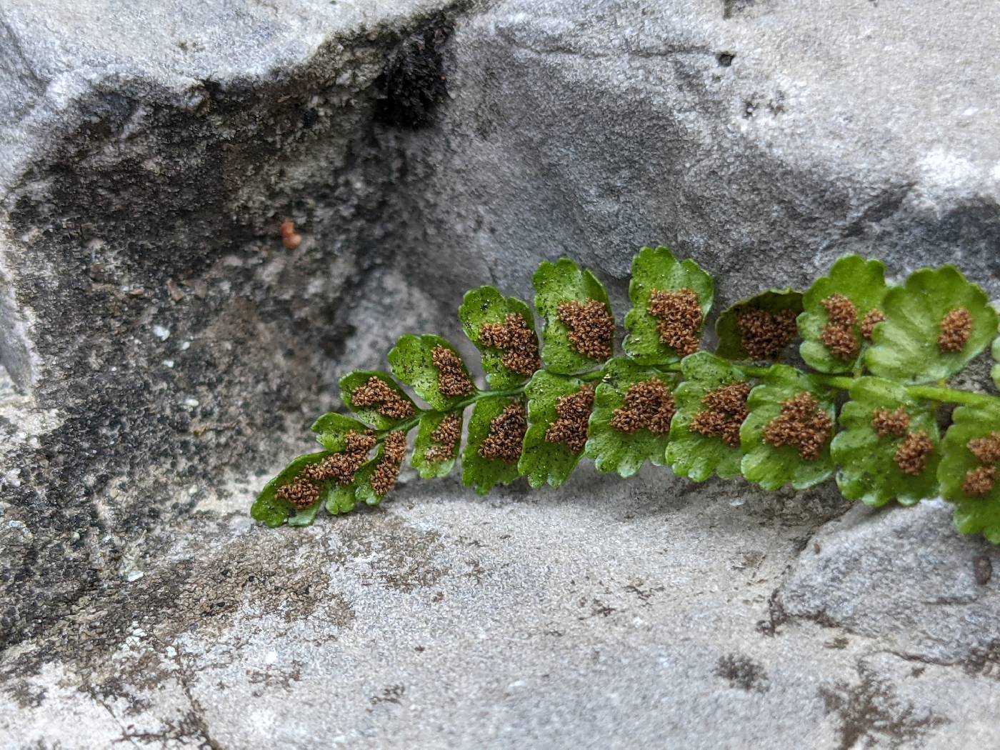 Asplenium viride image