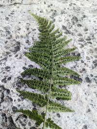 Dryopteris filix-mas image