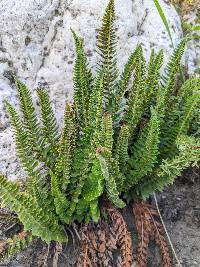 Polystichum scopulinum image