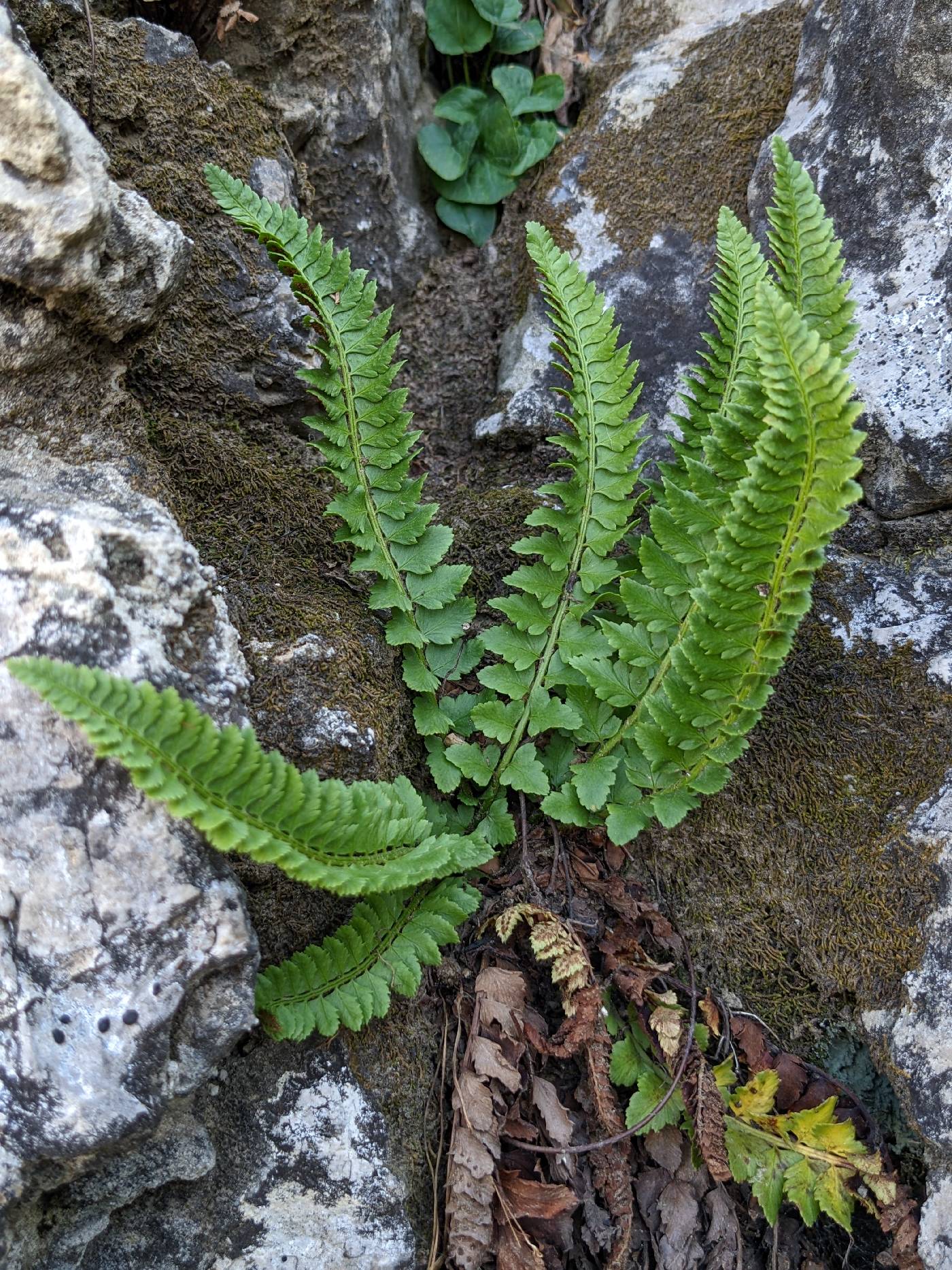 Polystichum kruckebergii image