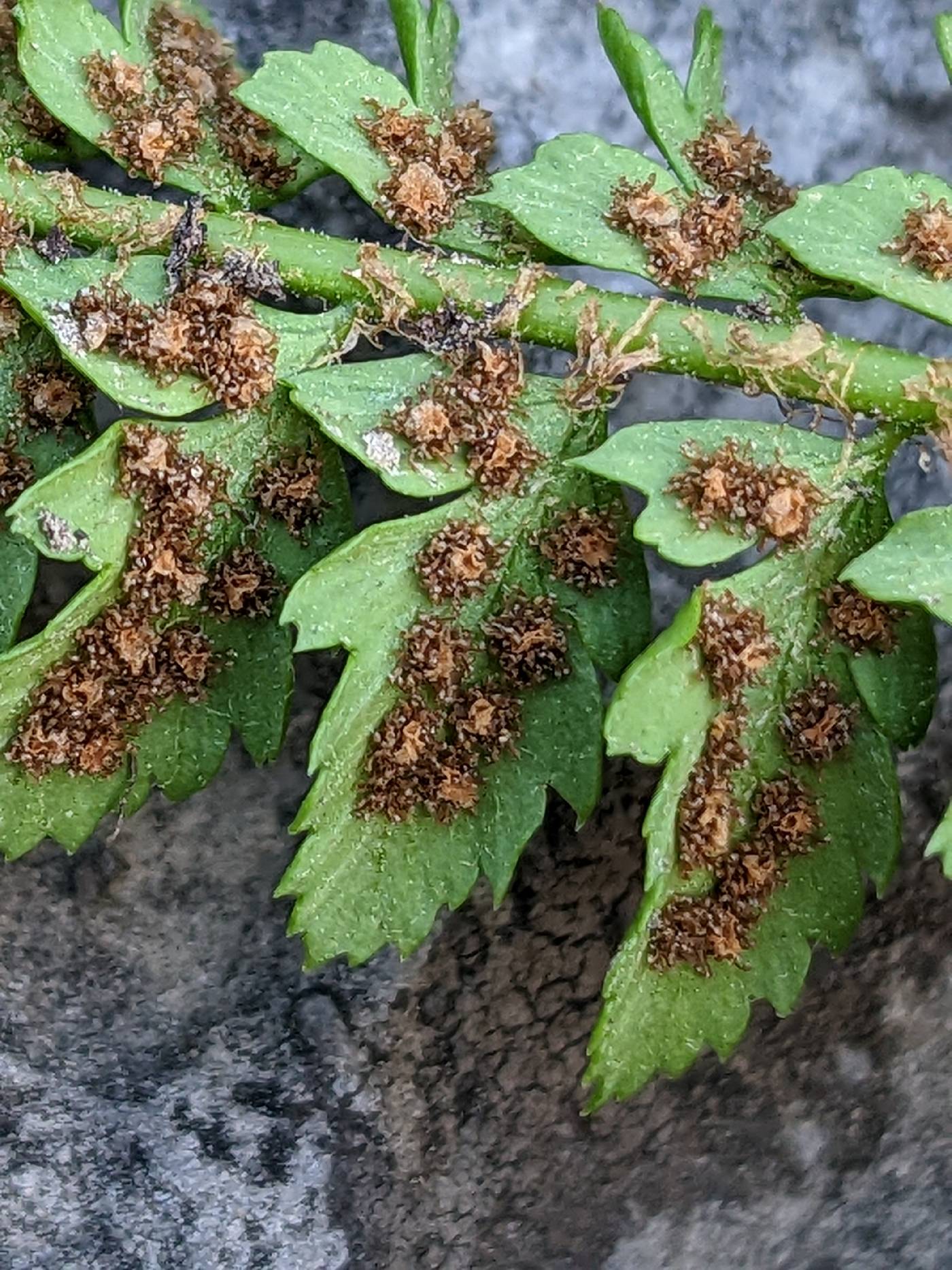 Polystichum kruckebergii image