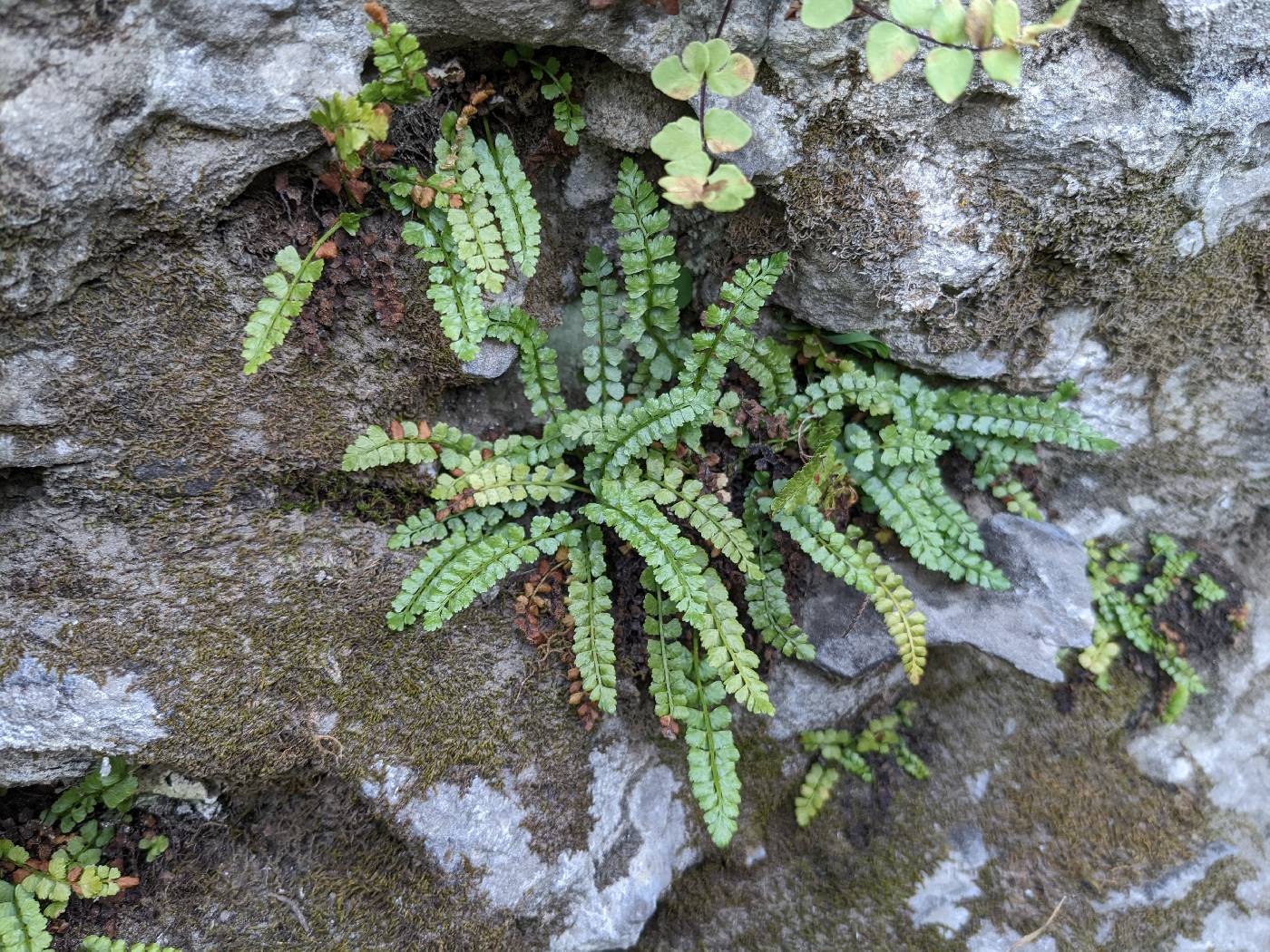 Asplenium viride image