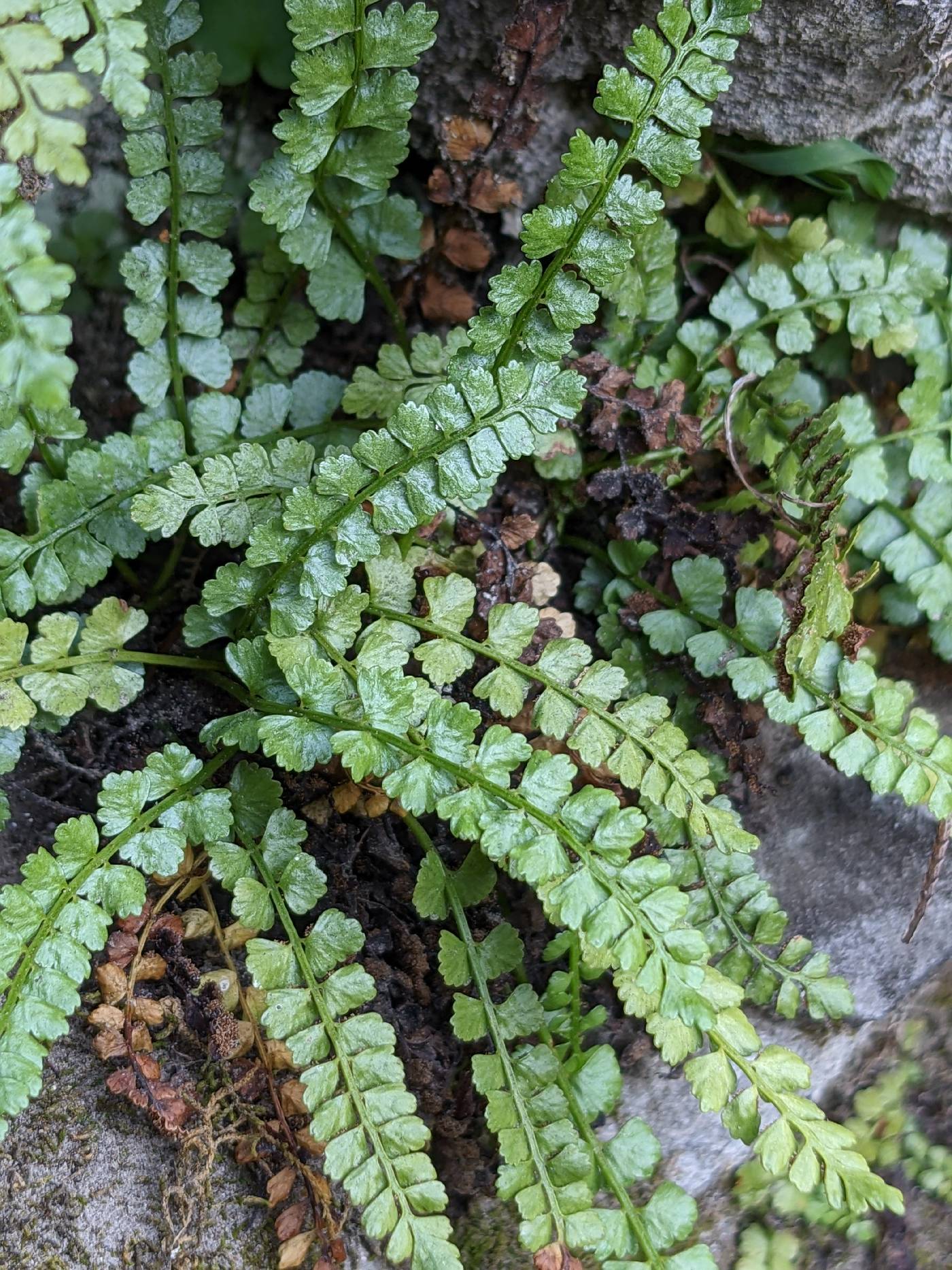 Asplenium viride image