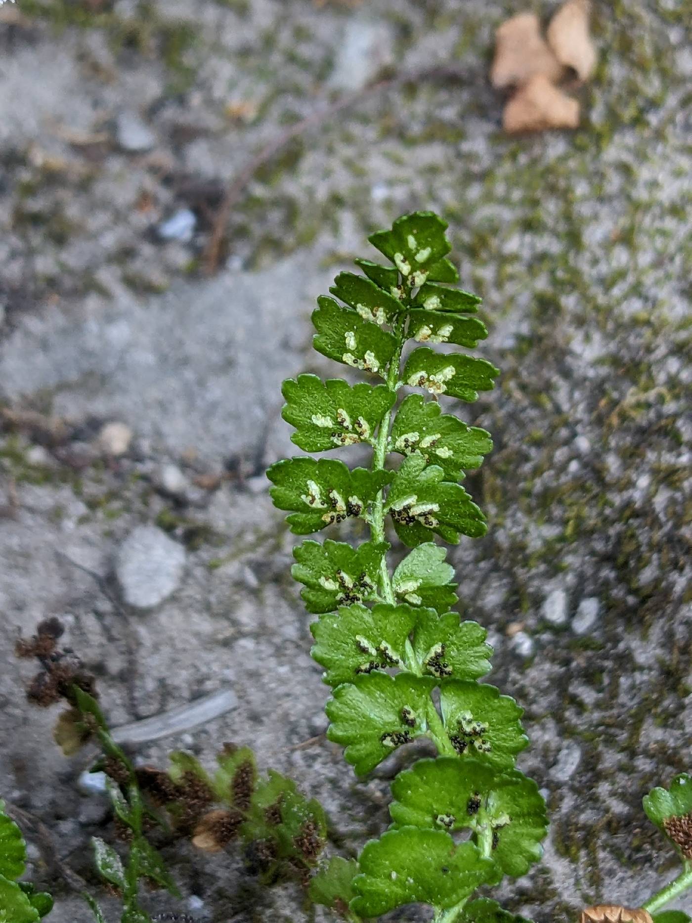 Asplenium viride image