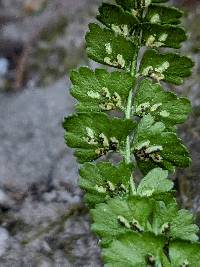 Asplenium viride image