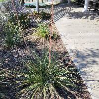 Hesperaloe parviflora image