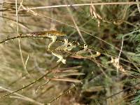 Image of Astragalus arthurii